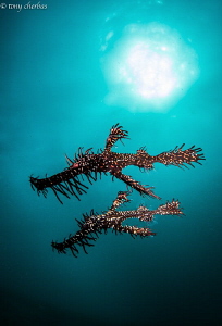 Morning Ghosts (Ghost Pipefish) by Tony Cherbas 